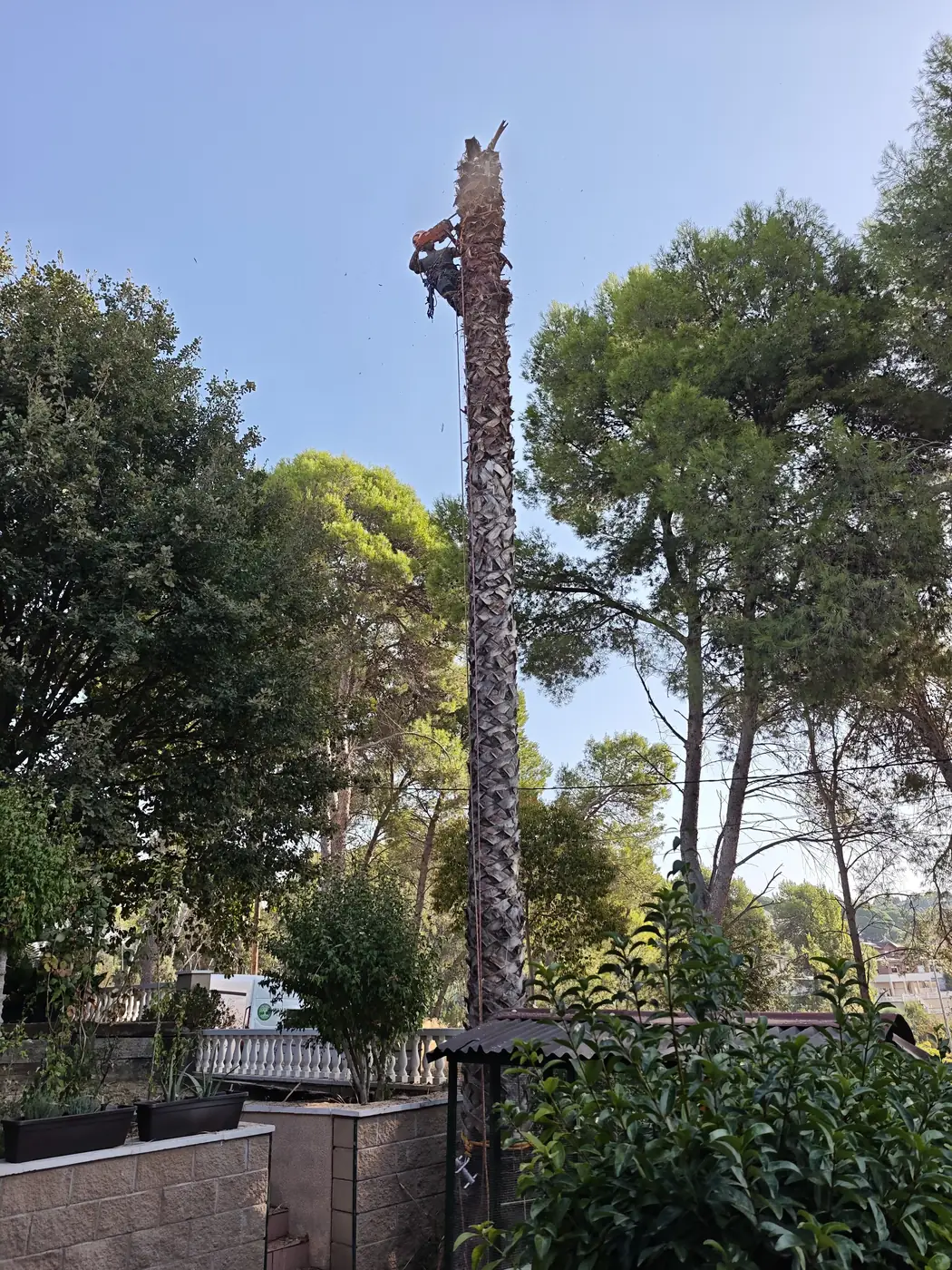 Poda de palmera en altura con arnés de seguridad