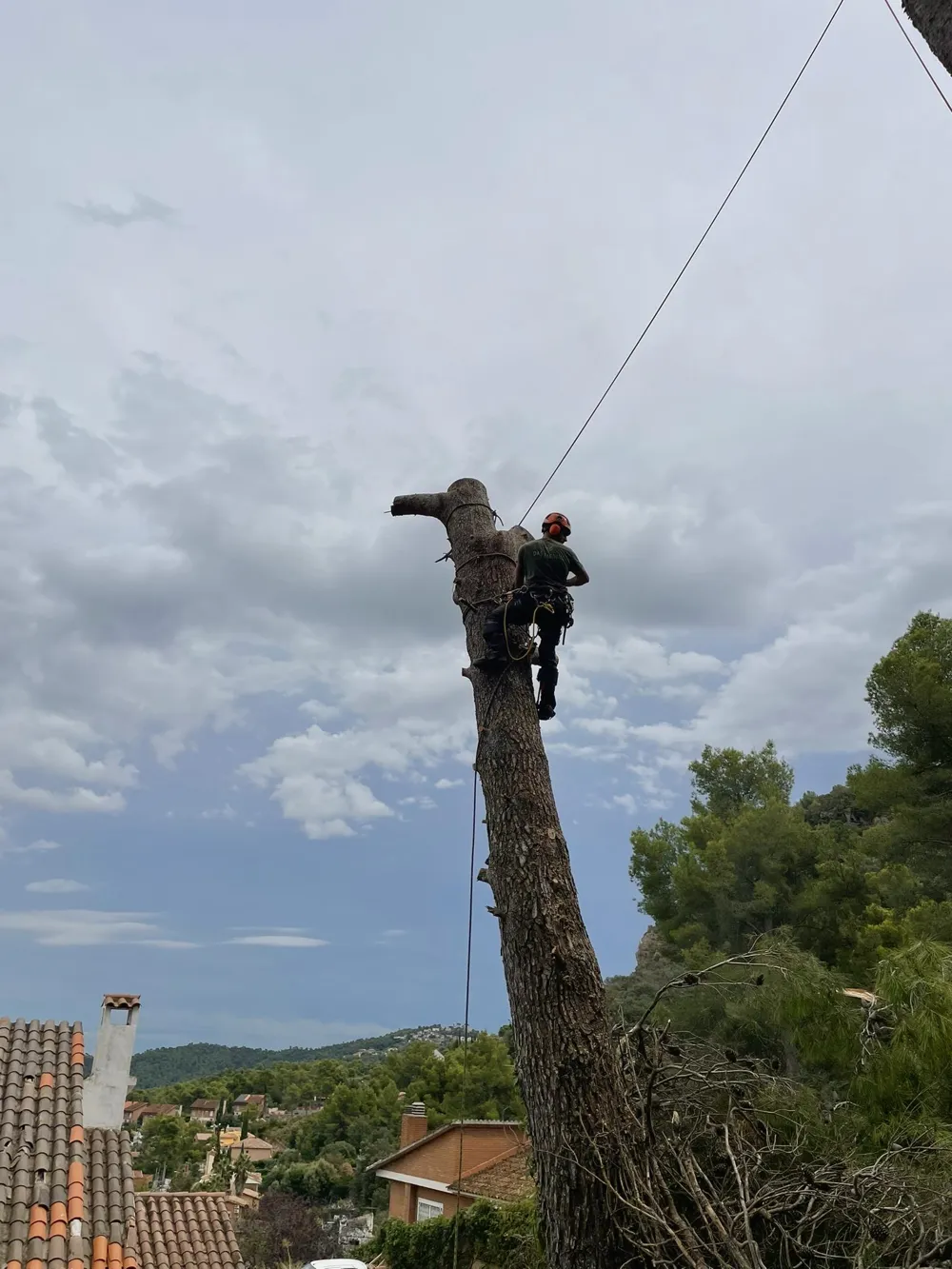 Cuándo hay que talar un árbol: señales de riesgo
