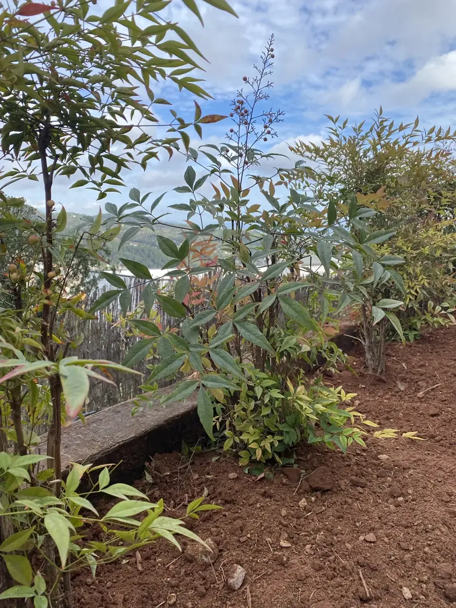 Poda, Tala y Jardinería en Cornellà de Llobregat, DAS JARDINS
