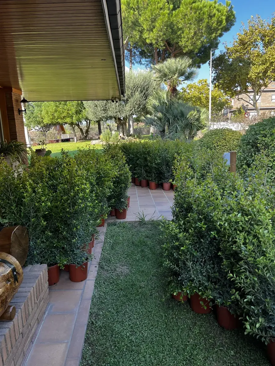 Poda, Tala y Jardinería en Esplugues de Llobregat, DAS JARDINS