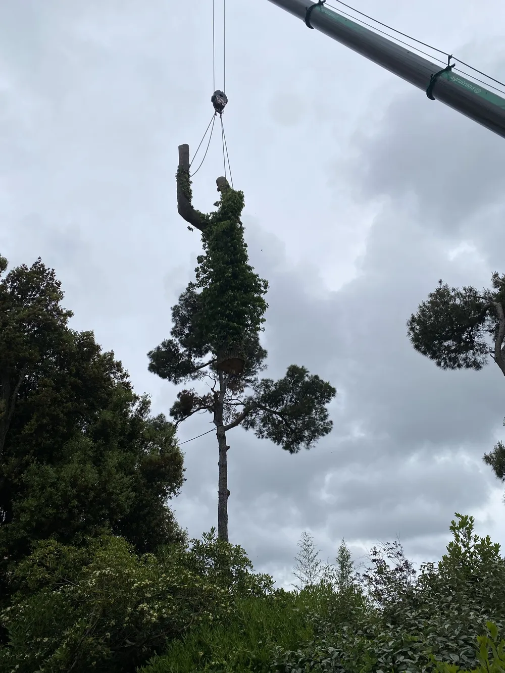 Tronco de árbol con hiedra retirado con grúa durante una tala, DAS JARDINS