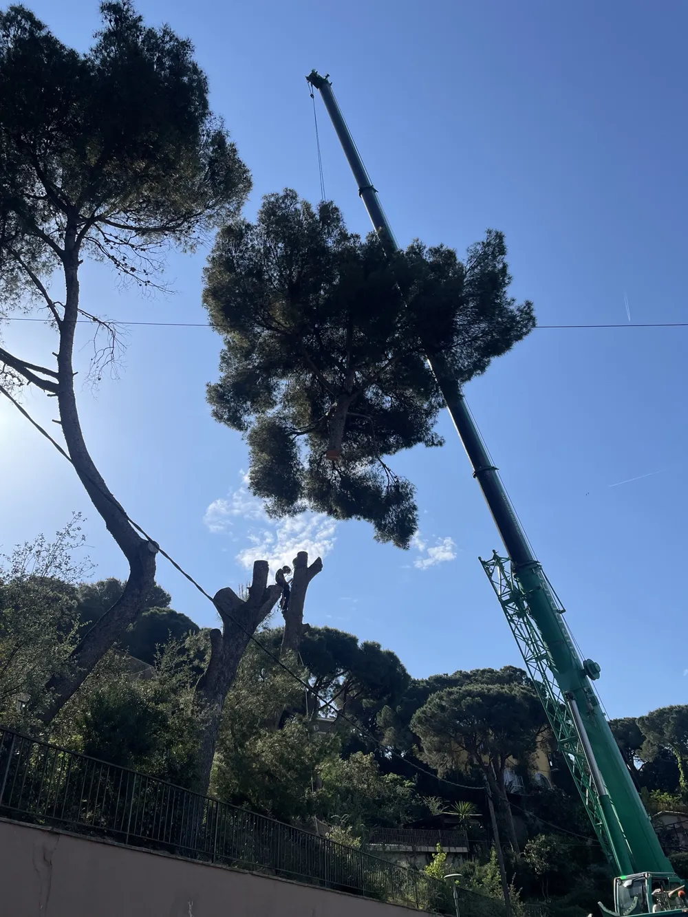 Copa de pino retirada con grúa mientras el arborista trabaja en el tronco, DAS JARDINS